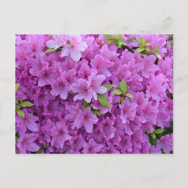 Cartão Postal Primavera Rosa Azaleas (Frente)