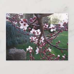Cartão Postal Primavera surgiu