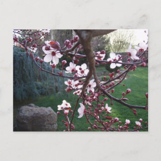 Cartão Postal Primavera surgiu