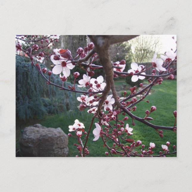 Cartão Postal Primavera surgiu (Frente)