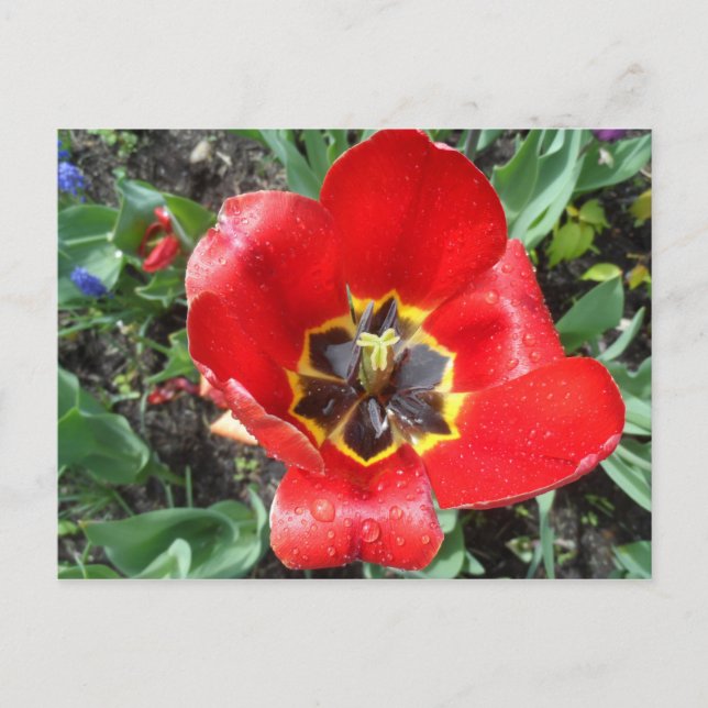 Cartão Postal Primavera Tulip (Frente)