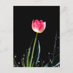 Cartão Postal Primavera tulipa