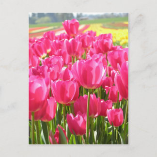 Cartão Postal Primavera Tulips no Oregon