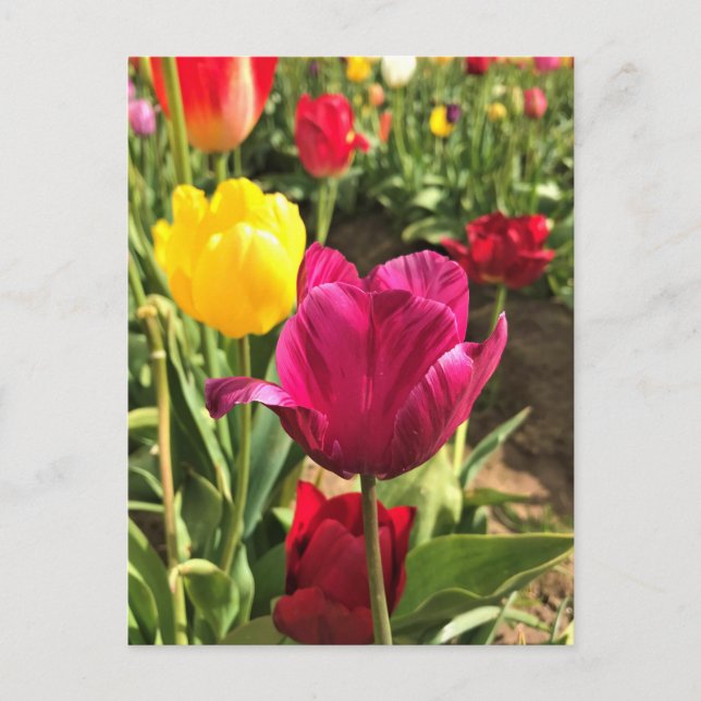 Cartão Postal Primavera Tulips, Oregon (Frente)