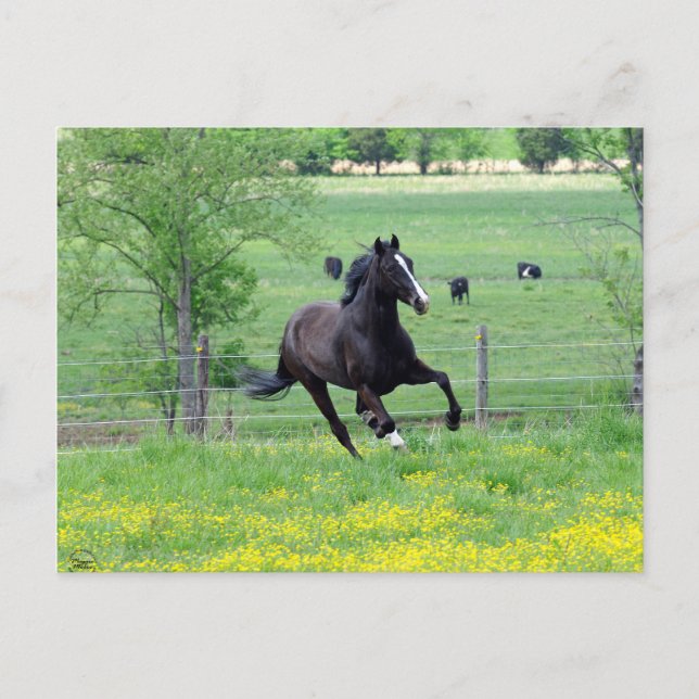 Cartão Postal Primavera Walker (Frente)