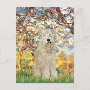 Cartão Postal Primavera - Wheaten Terrier 7
