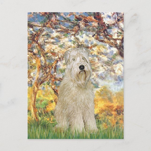 Cartão Postal Primavera - Wheaten Terrier 7 (Frente)