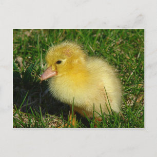 Cartão Postal Primeira Versão da Estação