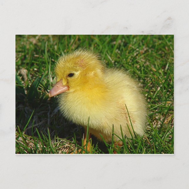 Cartão Postal Primeira Versão da Estação (Frente)