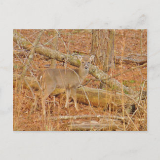 Cartão Postal Primeiro inverno do Baby Deer