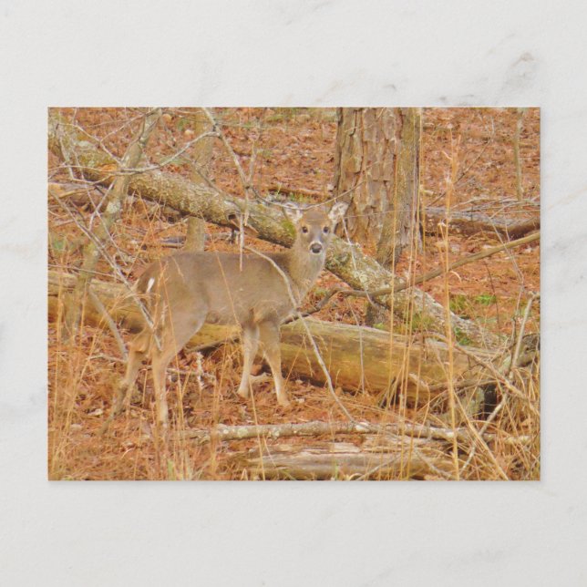 Cartão Postal Primeiro inverno do Baby Deer (Frente)