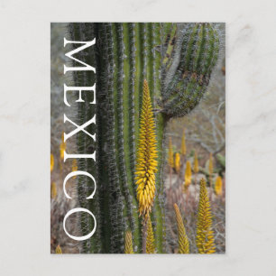Cartão Postal Primeiro Plano de Cacto e Agave