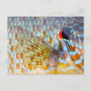 Cartão Postal Primeiro Plano De Escamas De Peixe