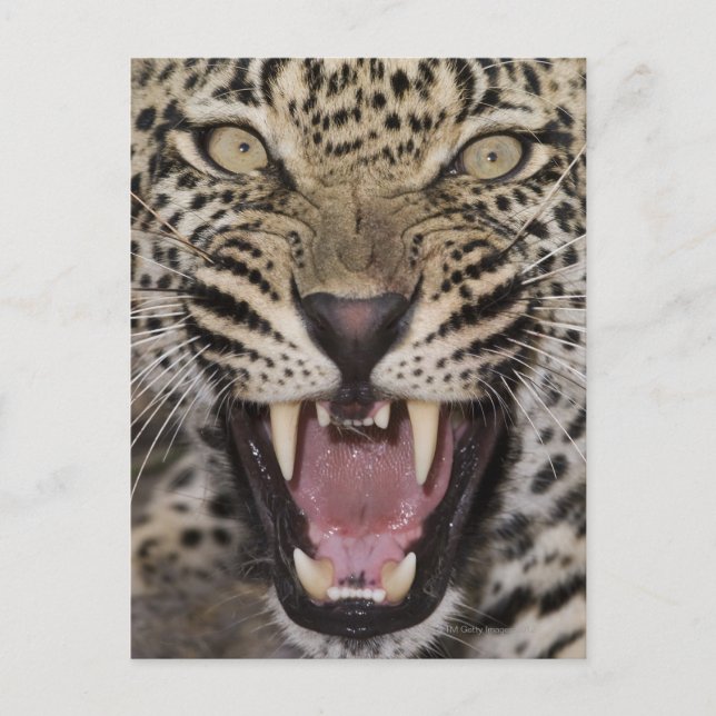Cartão Postal Primeiro plano de leopardo rosnando (Frente)