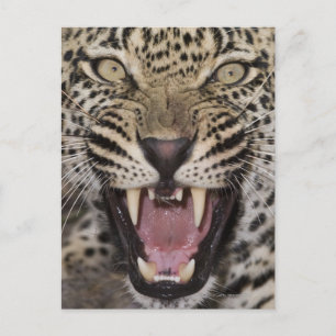 Cartão Postal Primeiro plano de leopardo rosnando