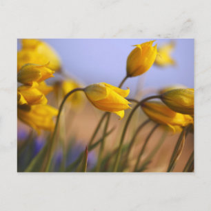 Cartão Postal Primeiro plano de narcisos