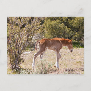 Cartão Postal Primeiros passos