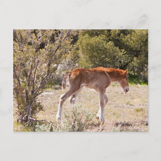 Cartão Postal Primeiros Passos (Frente)