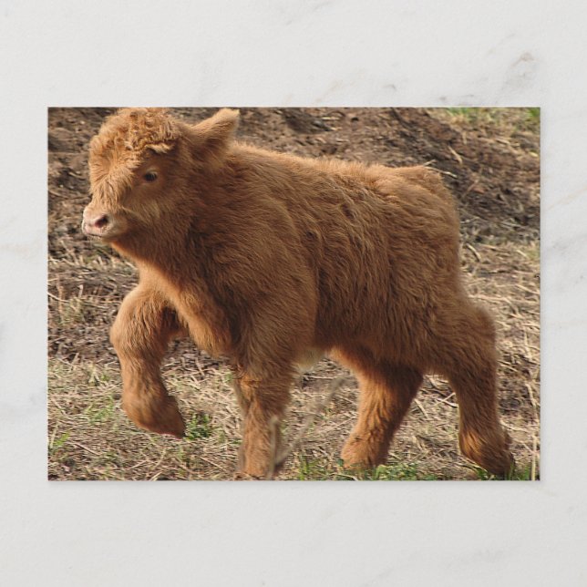 Cartão Postal primeiros passos (Frente)