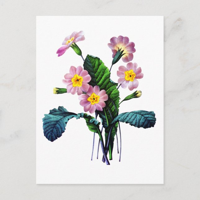 Cartão Postal Primevere ou Primroses de Pierre Joseph Redoute (Frente)