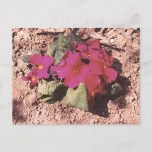 Cartão Postal Primrose