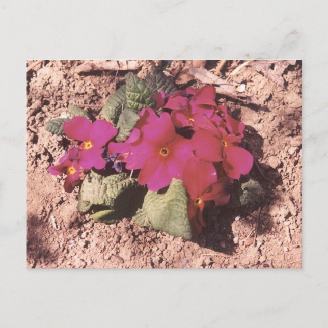 Cartão Postal Primrose (Frente)