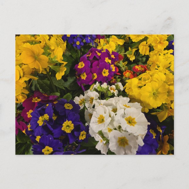 Cartão Postal Primrose (Frente)