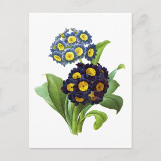 Cartão Postal Primula Auricula - Cowslip - Pierre Joseph Redoute