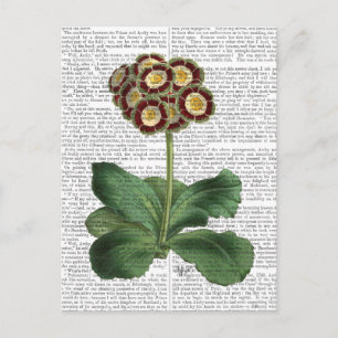 Cartão Postal Primula Auricula Vermelha
