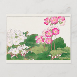 Cartão Postal Primula de Tanigami Konan
