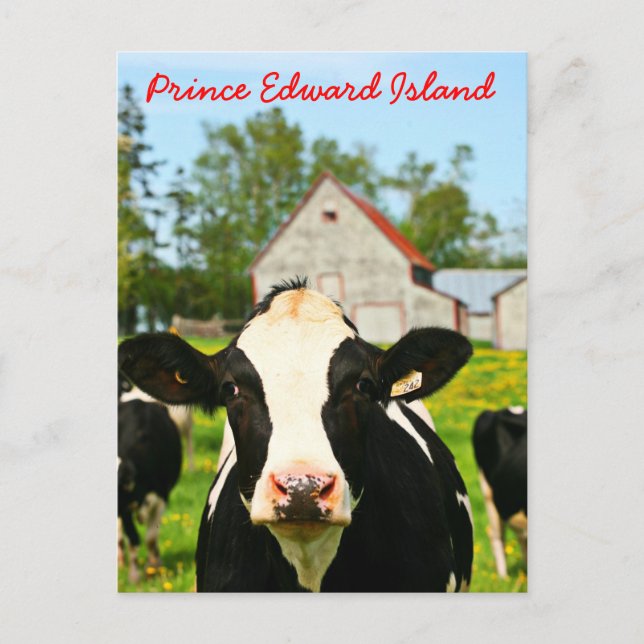 Cartão Postal Prince Edward Island Dairy Cow (Frente)