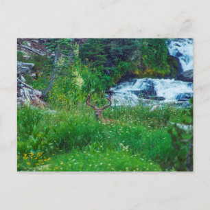 Cartão Postal Príncipe da Floresta