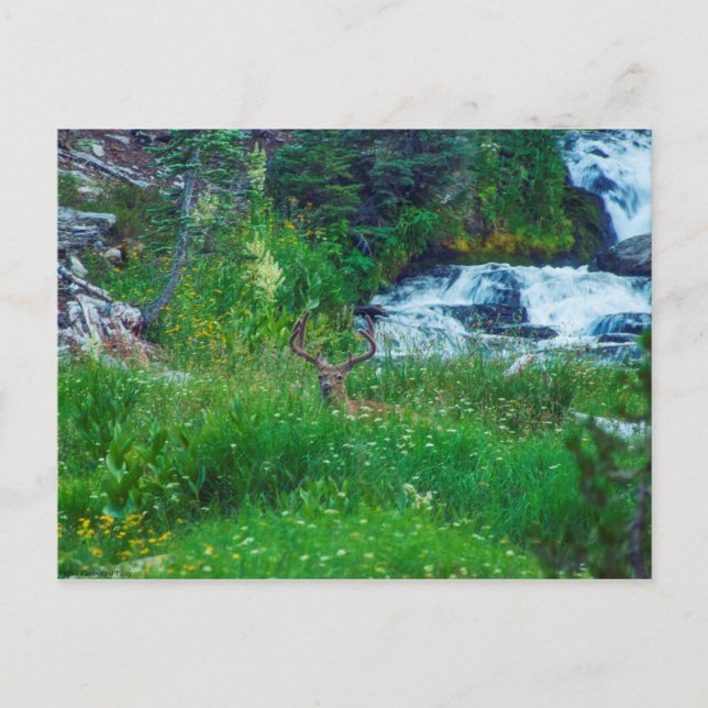 Cartão Postal Príncipe da Floresta (Frente)