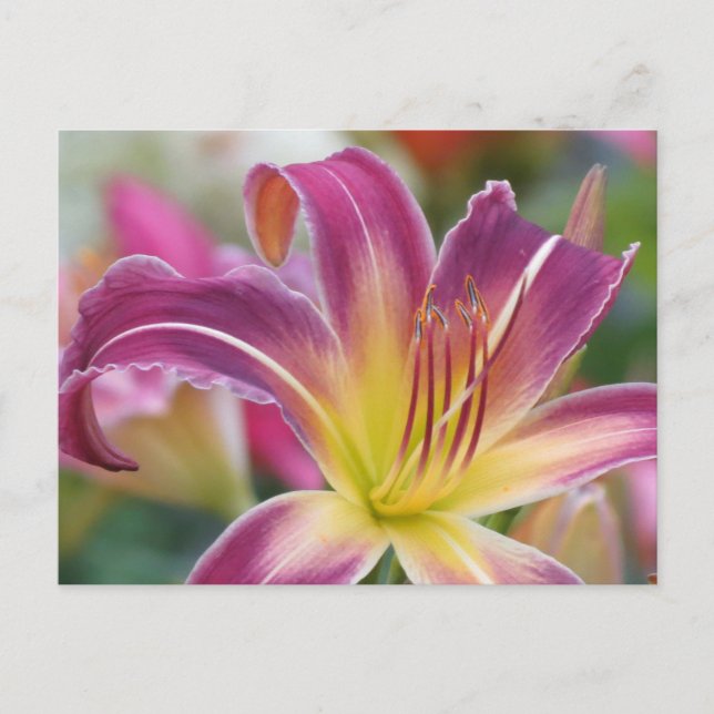 Cartão Postal Príncipe de Roxo - Daylily (Frente)