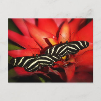 Cartão Postal Problemas duplos