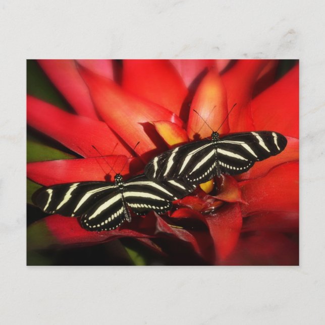 Cartão Postal Problemas duplos (Frente)