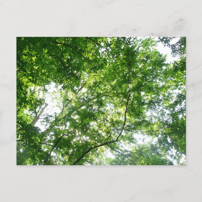Cartão Postal Procurando Árvores de Verão (Frente)