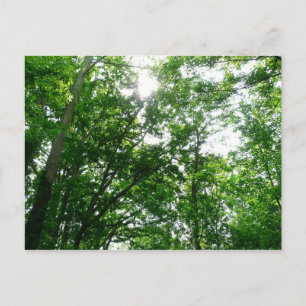 Cartão Postal Procurando Árvores de Verão