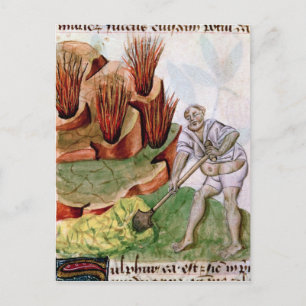 Cartão Postal Procurando enxofre, Dioscorides, De Herbis