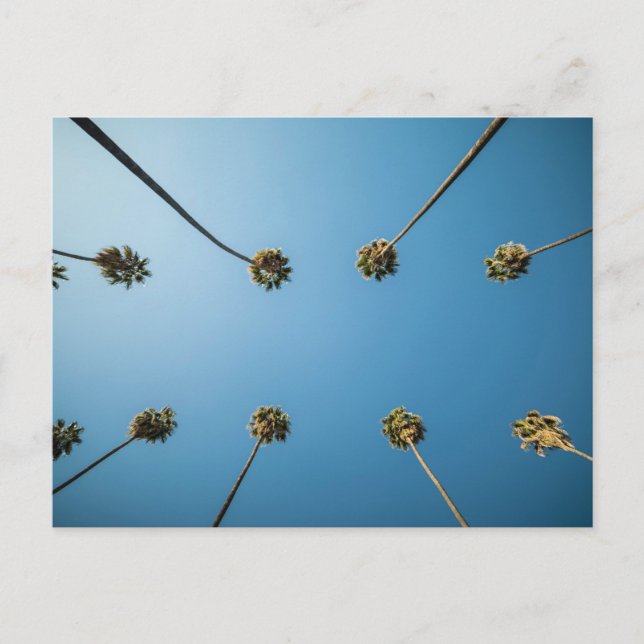 Cartão Postal Procurando Palmeiras (Altadena, CA) (Frente)