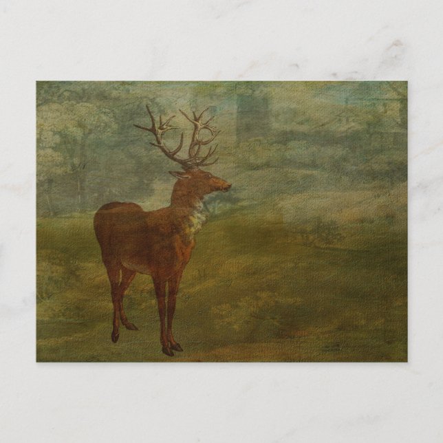 Cartão Postal Procurando por Landseer (Frente)