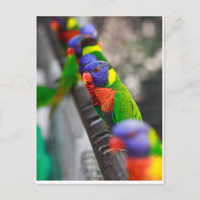 Cartão Postal Procurando por mim? (Frente)