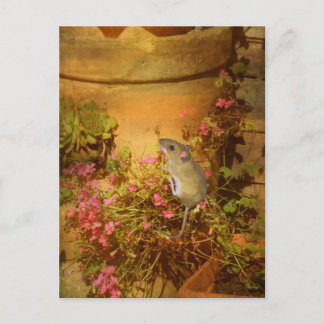 Cartão Postal Procurando uma casa.