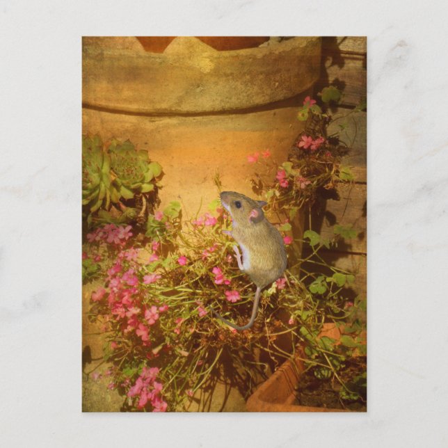 Cartão Postal Procurando uma casa. (Frente)