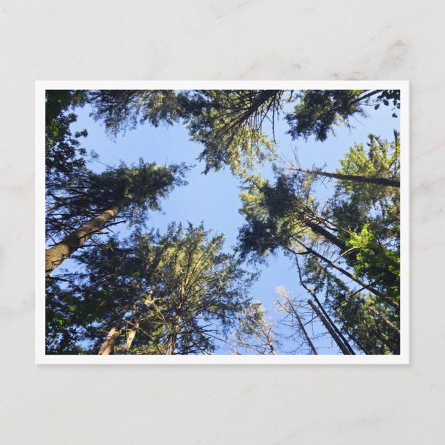 Cartão Postal Procurar (Frente)