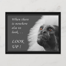 Cartão Postal Procurar