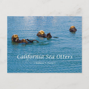 Cartão Postal Produtos California Sea Otter California