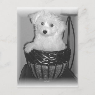 Cartão Postal Produtos de MaltiPoo