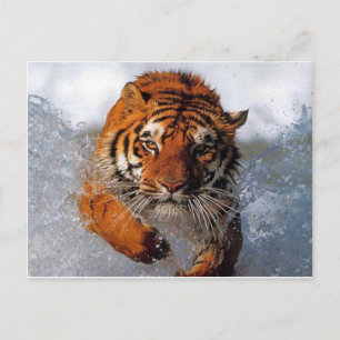 Cartão Postal produtos de tigre