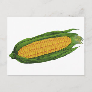 Cartão Postal Produtos Hortícolas de Comida; Milho Amarelo no f